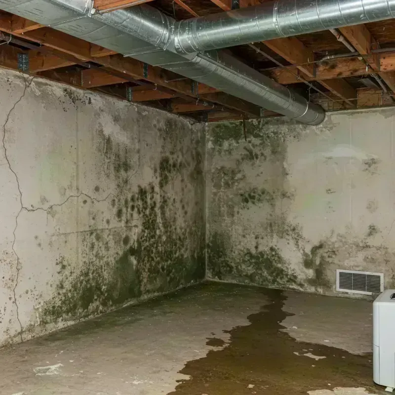 Professional Mold Removal in Des Plaines, IL